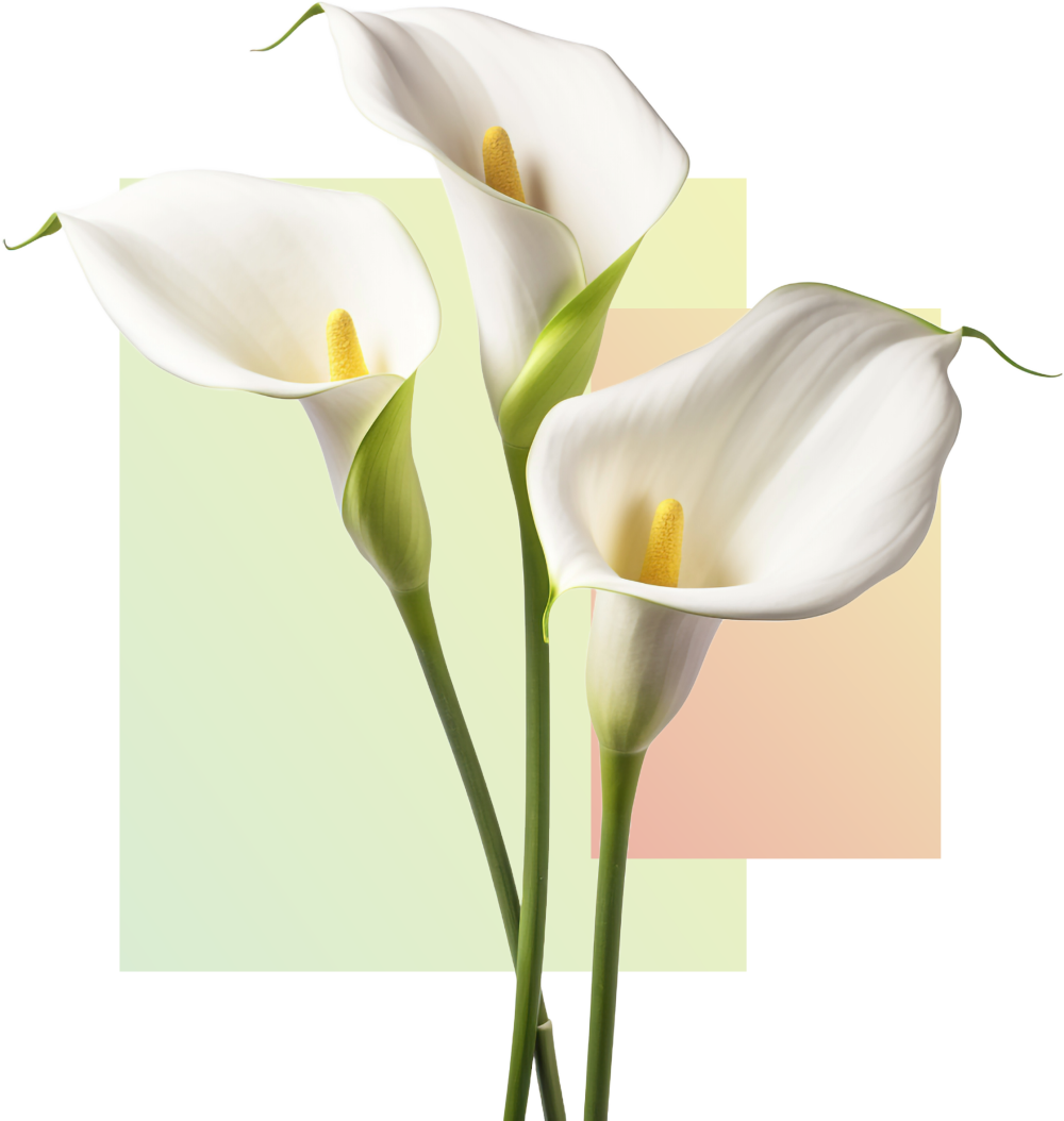 Elegant white calla lilies with soft gradients in the background